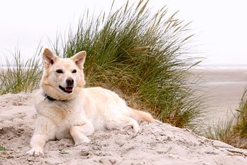 Husky hond op vakantie en liggend in de duinen aan het strand van Ameland. van Ans van Heck