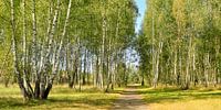 Birch forest