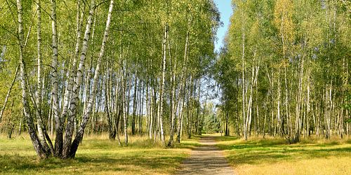 Berkenbos