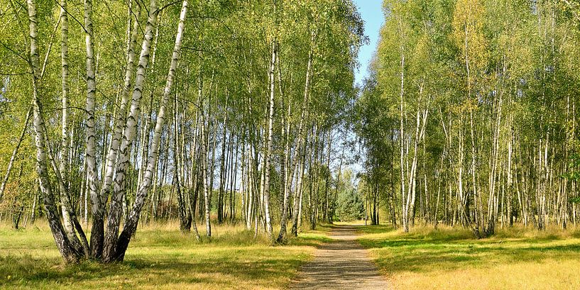 Forêt de bouleaux par Violetta Honkisz