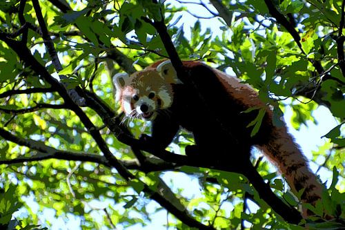 Rode Panda (striptekening)