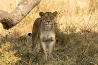 Leeuw in de Serengeti Tanzania