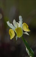 Fleur jaune de printemps, fleur délicate