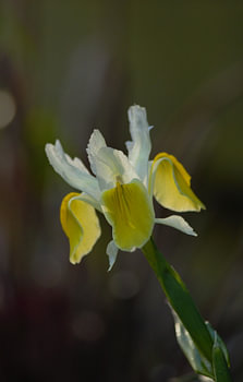 Gele voorjaarsbloeier , delicate bloem