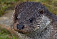 Otter, portrait