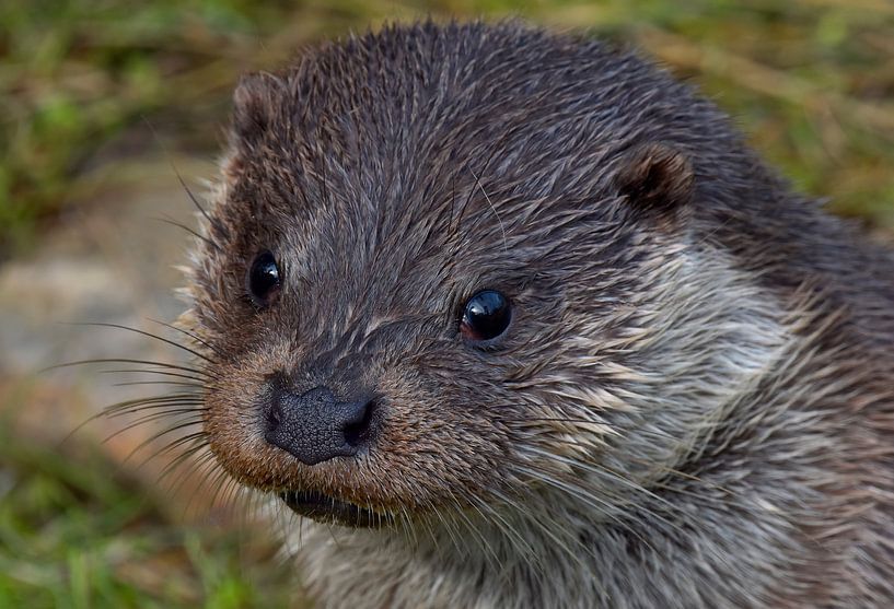 Otter, portrait by UMWELTBILD Kurt Möbus