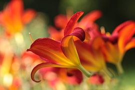 Lelie van Renate Knapp