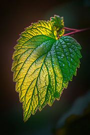 Grünes Blatt im sanften Licht von Poster Art Shop