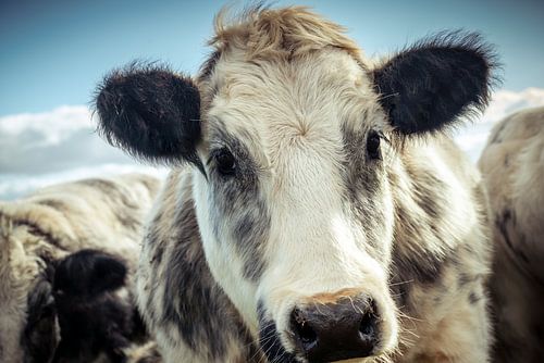 Sweet Looking Shaggy Cow
