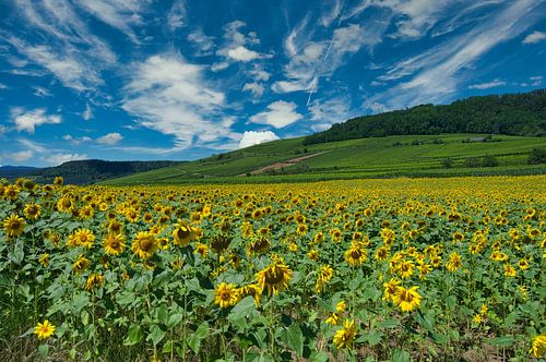 Zonnebloemveld in de Elzas
