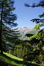 Het leven in de Zwitserse bergen op een zomerse dag van Mirjam Rood-Bookelman thumbnail