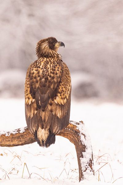 Bald eagle, Haliaeetus albicilla. Birds of prey. by Gert Hilbink