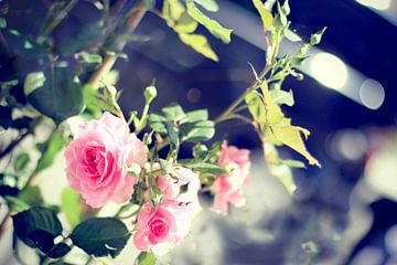 Roze rozen van Marianna Pobedimova