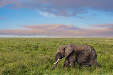 Afrikanischer Elefant von Tilo Grellmann