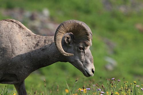 Bighorn Sheep Glacier National Park Montana USA