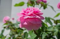 rosa Hochstammrosen am Circus in Putbus auf Rügen von GH Foto & Artdesign Miniaturansicht