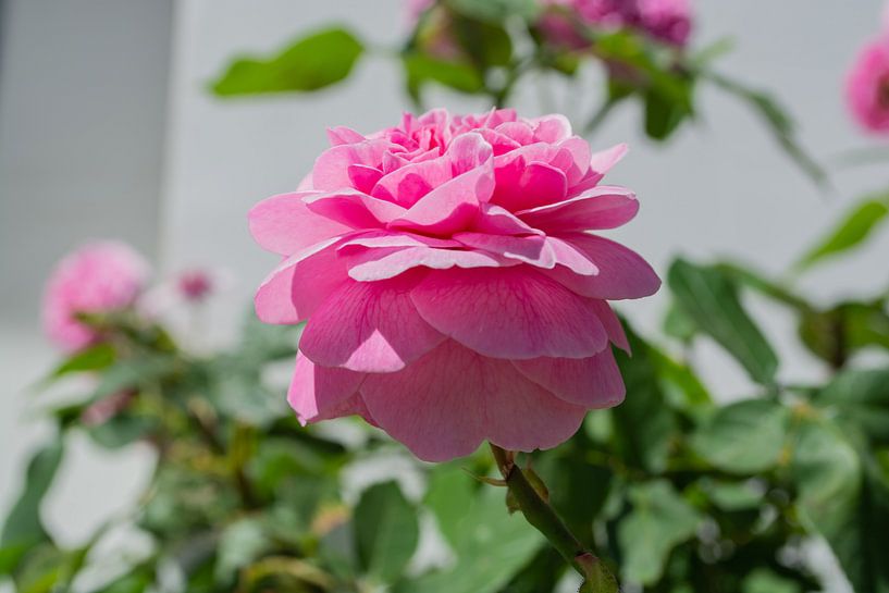 rosa Hochstammrosen am Circus in Putbus auf Rügen von GH Foto & Artdesign