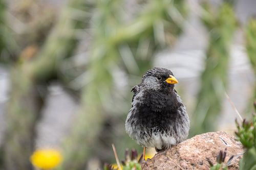 Vogeltje