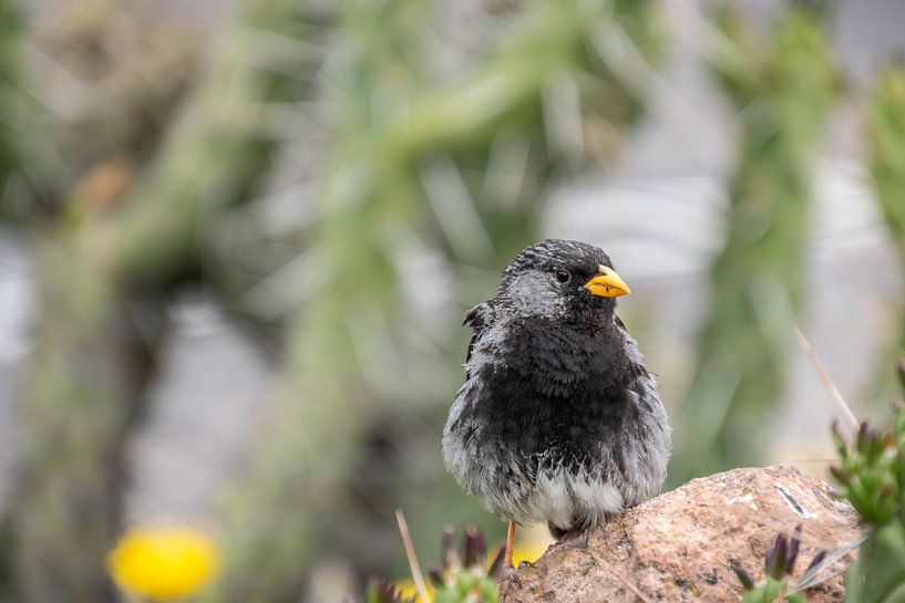 Vogeltje van Eerensfotografie Renate Eerens