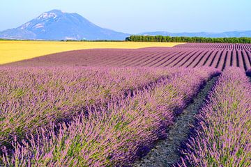 Bloeiende lavendel naast graanvelden in de Provence van Sjoerd van der Wal Fotografie