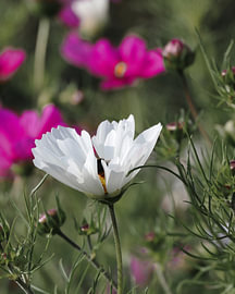 White plant with pink flowers by Hanneke Louwerse