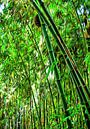 Bamboo in Jardin Majorelle Marrakech 1 by Dorothy Berry-Lound thumbnail