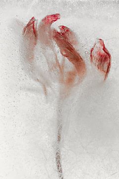 Bevroren bloei van Cobi de Jong