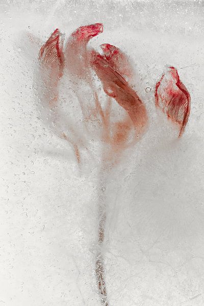 Gefrorene Blüte von Cobi de Jong