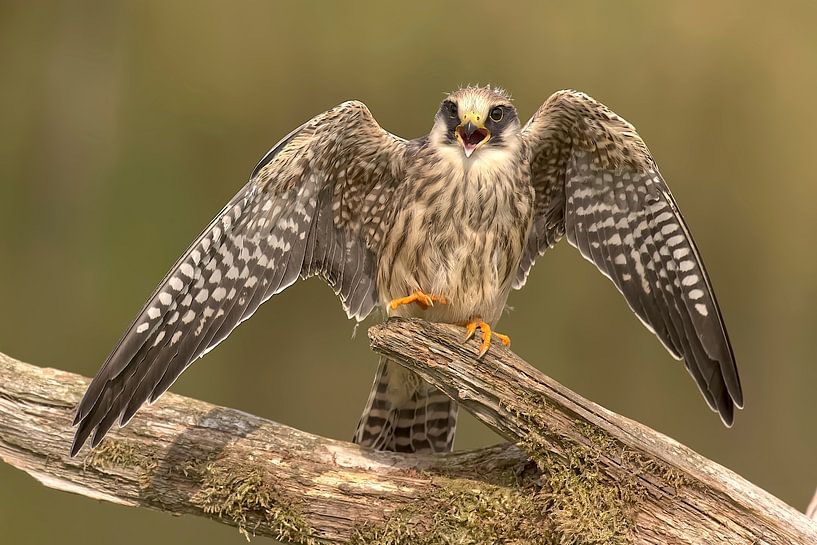 De Roodpootvalk met uitgeslagen vleugels op boomstronk. van Robert Jan Smit