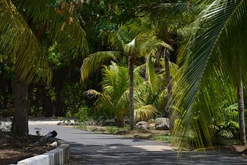 Hofi Mango 2 von Europhoto Netherlands