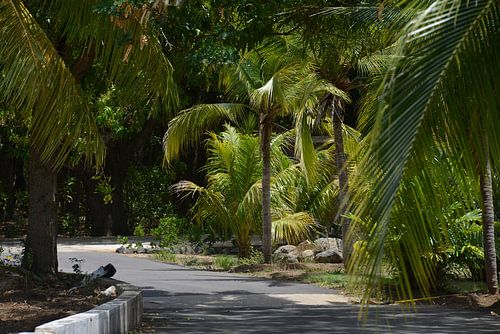 Hofi Mango 2 von Europhoto Netherlands