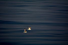 À DEUX sur Miroslav Ptacek