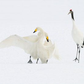 The Distinguished Spectator by Harry Eggens