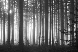 Der dunkle neblige Tannenwald