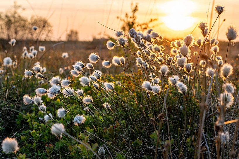 High Fens, Belgium by Alexander Ludwig