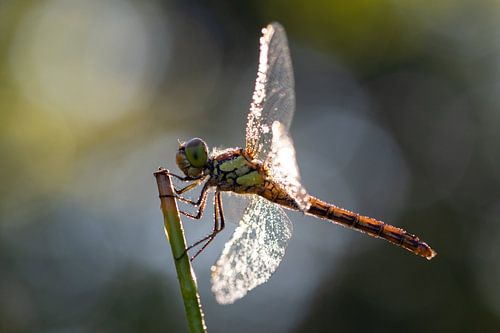 Libelle mit Tautropfen im Gegenlicht