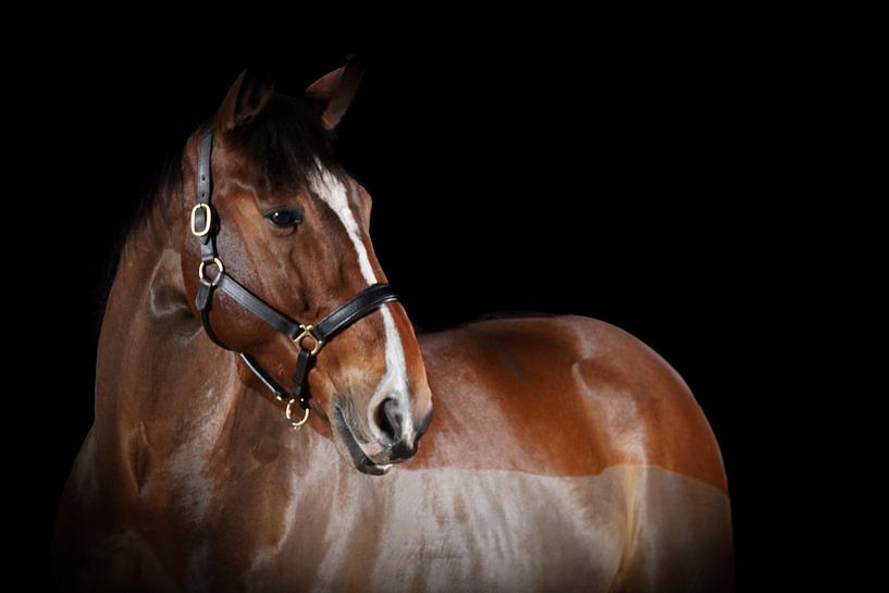 horses and ponies by Maaike Krimpenfort