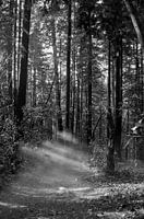 The mysterious red woods