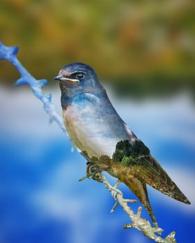 lente in de boerenzwaluw 