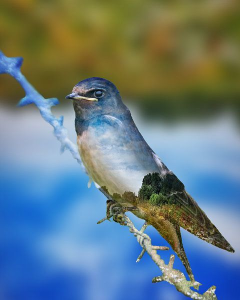 lente in de boerenzwaluw  van claes touber