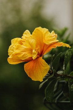 Gele bloem