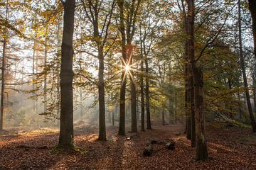 Sunbeams autumn forest by Peter Haastrecht, van