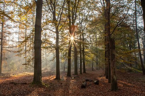 Rayons de soleil forêt d'automne