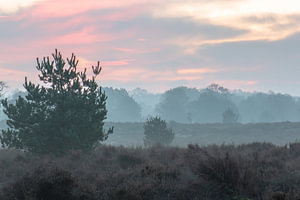 rosa Himmel über der Veluwe
