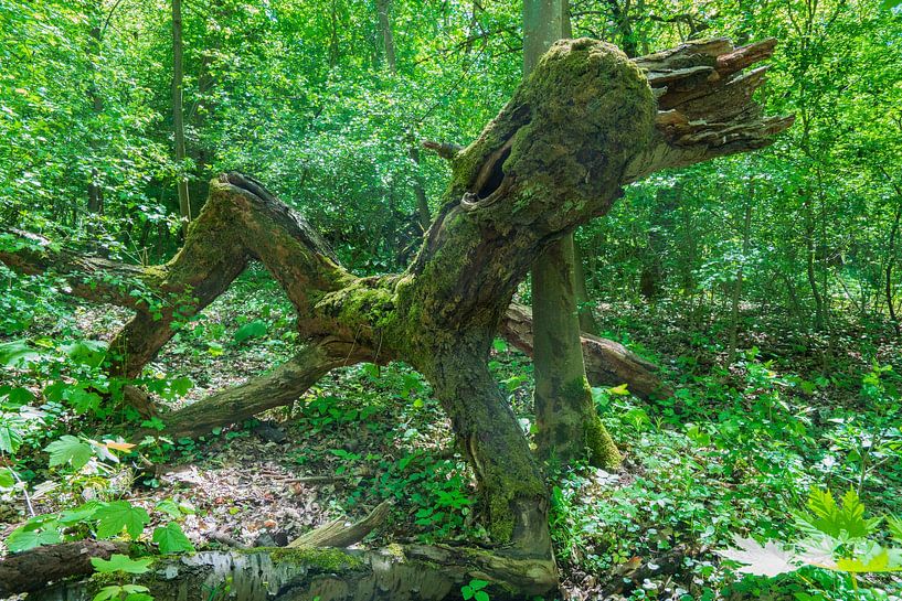 Driepootman | Boomfiguur in het bos van Flatfield