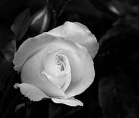 White rose in black and white
