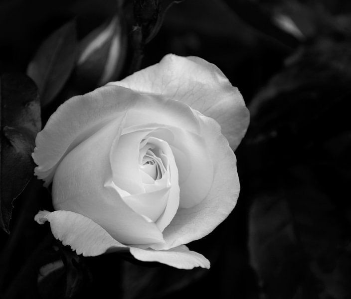 Weiße Rose in Schwarz und Weiß von hetty'sfotografie