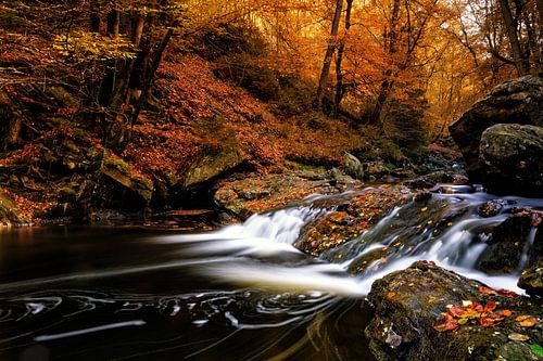 Herfstpracht