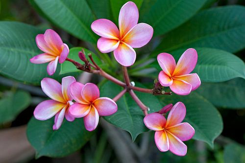 Roze Frangipani bloemen, Plumeria, aan de plant close up