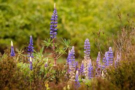 Purple lupins after a rainy spring day by Charlotte Hagg